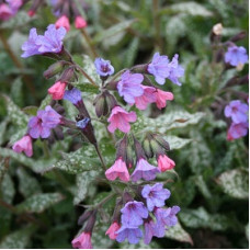 Медуница сахарная Леопард