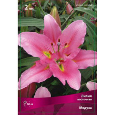 Лилия Медуза (восточная)