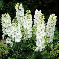 Дельфиниум Мэджик Фаунтейн Вайт