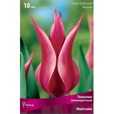 Тюльпан Мейтайм