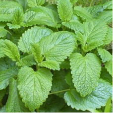Мелисса (лимонная мята) лекарственная