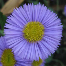 Мелколепестник гибридный Блау  