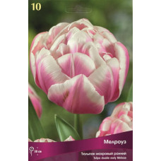 Тюльпан Мелроуз