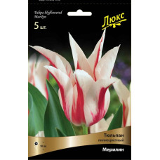 Тюльпан Мерилин