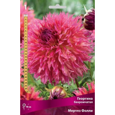 Георгина Мертлз Фолли (бахромчатая)