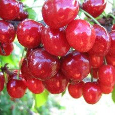 Черешня Мичуринка