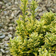 Бересклет японский Микрофиллус Ауреовариегатус