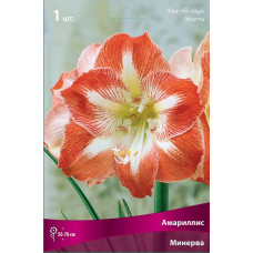 Амариллис Минерва