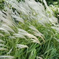 Мискантус китайский Монинг Лайт  