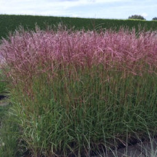 Мискантус китайский Фернер Остен  