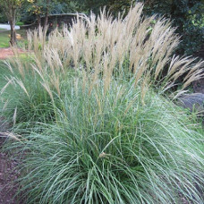 Мискантус китайский Адажио