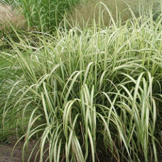 Мискантус китайский Кабарет