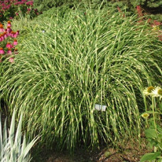 Мискантус китайский Литтл Зебра