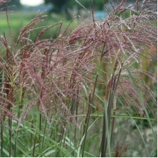 Мискантус китайский Малепартус