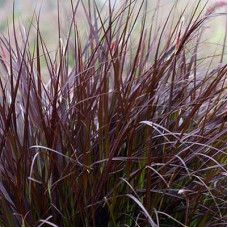 Мискантус китайский Пурпуресценс