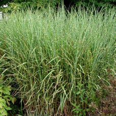 Мискантус китайский Стриктус