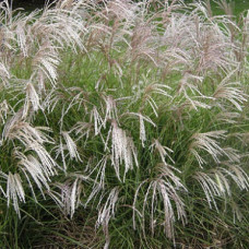 Мискантус китайский Якашима Двоф