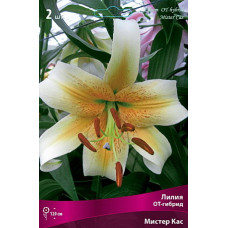 Лилия Мистер Кас (ОТ-гибрид)