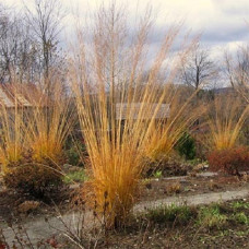 Молиния тростниковая Скайрэйсер  