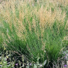 Молиния голубая Морхекс