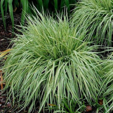 Молиния голубая Вариегата