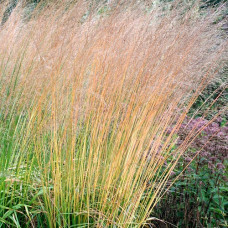 Молиния тростниковая Карл Фоэстер  