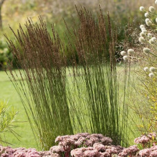 Молиния голубая Мурфламм  