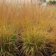 Молиния голубая Ротшофт  