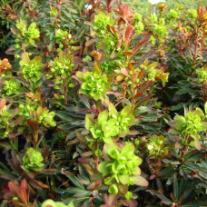 Молочай миндальный Пурпуреа 