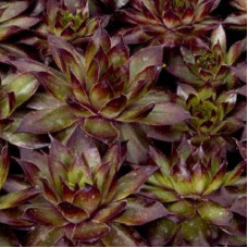 Молодило Бронко