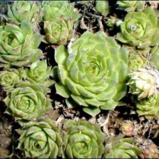 Молодило Фидель  