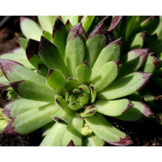 Молодило Фараон  