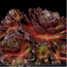 Молодило кровельное Пурпуреум