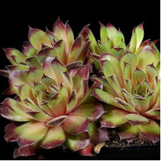 Молодило Квин Элизабет