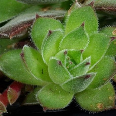 Молодило Махогани  