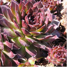 Молодило Ноир