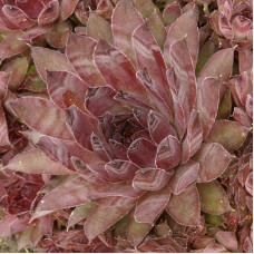 Молодило паутинистое Хамелеон