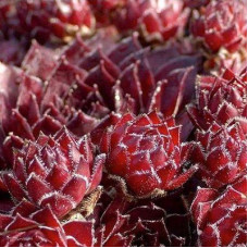 Молодило паутинистое Рубин