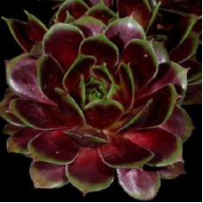 Молодило Рубикундум