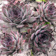 Молодило Юлия  