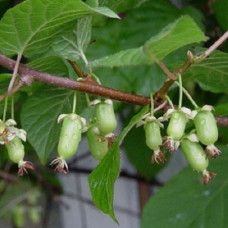 Актинидия коломикта Мома