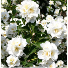 Жасмин садовый (Чубушник) Мон Блан
