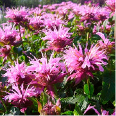 Монарда гибридная Бьюти ов Кобэм