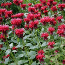 Монарда гибридная Кэмбридж Скарлет