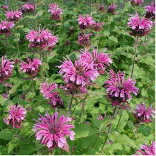 Монарда гибридная Могавк