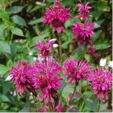 Монарда гибридная Кардинал  