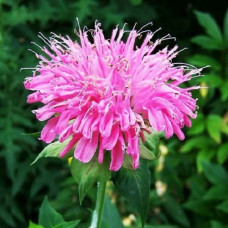 Монарда гибридная Крофтвэй Пинк  