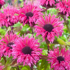 Монарда гибридная Пинк Лэйс  