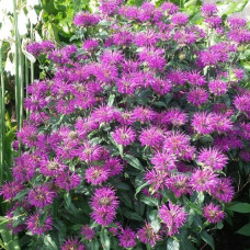 Монарда гибридная Прейринахт  