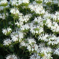 Монарда гибридная Шнеевитхен  